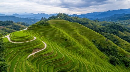 Obraz premium Lush terraced rice fields stretch across rolling hills under a cloudy sky, showcasing nature's beauty and agricultural heritage.