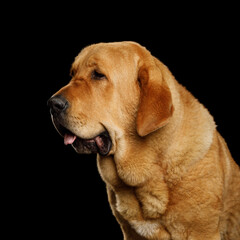 Stunning portrait of a golden Spanish mastiff dog isolated on black background, profile view