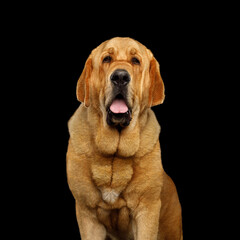 Stunning portrait of a golden Spanish mastiff dog isolated on black background, studio shot