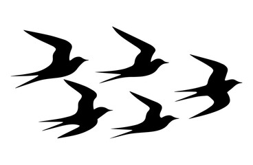 a set of bird silhouettes in flight, featuring three to five birds in various positions and wing spreads 2.eps