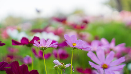 beautiful cosmos flower field in garden