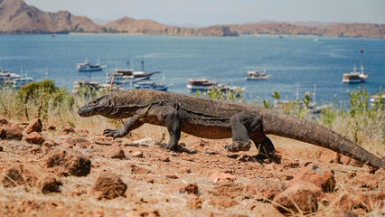 Medium size komodo dragon in the komodo island