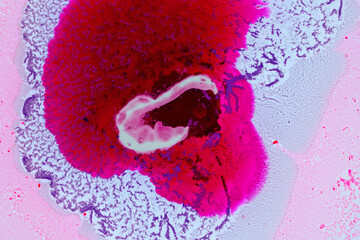 Abstract fluid shapes in red and white tones