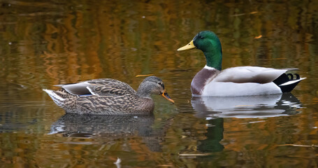 A pair of mallards on the water
