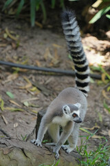 lemur catta walking on ground.