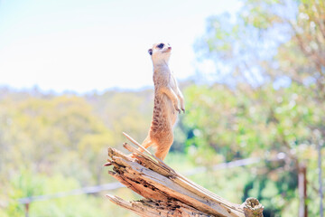 見晴らしのいいところで見張りをするミーアキャット