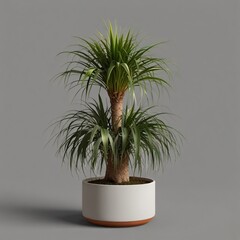 Obraz premium Ponytail Palm Plant in Pot on Transparent Background Generative AI.