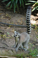 lemur catta walking on ground.