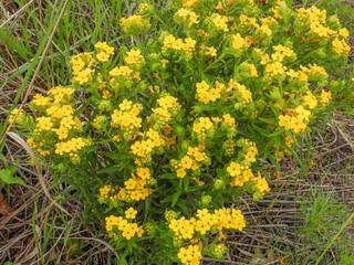 Fototapeta premium Lithospermum caroliniense | Carolina Puccoon | Hairy Puccoon | Carolina Gromwell | Native North American Prairie Wildflower