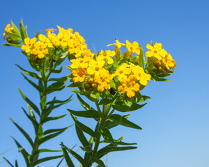 Lithospermum caroliniense | Carolina Puccoon | Hairy Puccoon | Carolina Gromwell | Native North American Prairie Wildflower