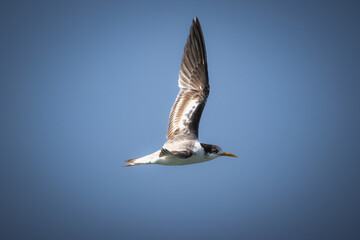 A Tern flying with a blue sky background