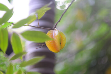 Fresh ripe star fruit in orchard