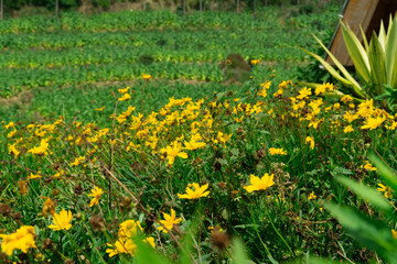 Yellow Coreopsis Flower Photography in Park