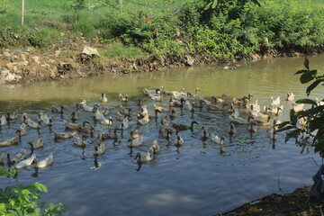 wild ducks on the river