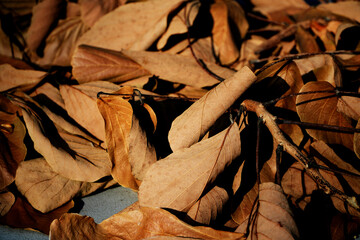 Close To Many Dry Leaves On Street Road Gardening.