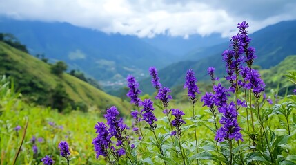 Obraz premium Blooming purple flowers softly swaying in mountainous landscape wide photo.. AI Generated