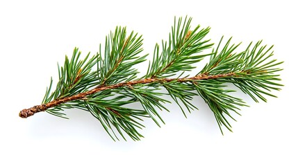 Green pine branch mockup close up photo on white background. AI Generated