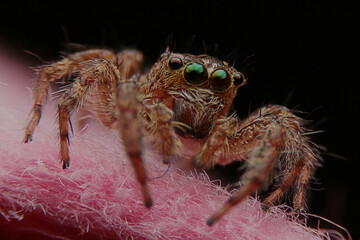 spider แมงมุมกระโดด
