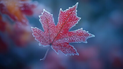 Vibrant Red Maple Leaf Adorned with Frost and Dew in a Crisp Autumn Morning Setting Captured with Soft Focus and Natural Beauty