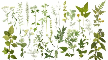 Alpine flora: A vibrant collection of mountain wildflowers and herbs, showcasing their delicate beauty and unique forms against a pristine white backdrop.