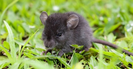 Um pequeno rato em um gramado