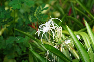 Obraz premium Beach spider lily