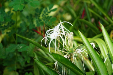 Beach spider lily