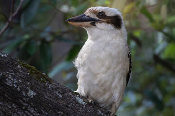 A Laughing Kookaburra perched on a branch