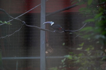 Ramphastos tucanus, commonly known as the white-throated toucan, is a large, colorful toucan...