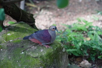 The Grey-fronted Quail-Dove (Geotrygon caniceps) is a shy and elusive bird native to the forests of Cuba. Known for its subtle beauty, it has a compact body with predominantly earthy brown plumage 