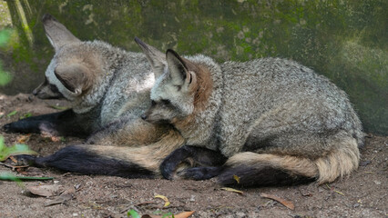 two fox, jackal sleeping