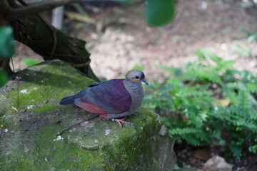 The Grey-fronted Quail-Dove (Geotrygon caniceps) is a shy and elusive bird native to the forests of Cuba. Known for its subtle beauty, it has a compact body with predominantly earthy brown plumage 
