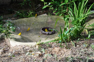 The Orange Canary is a vibrant and striking bird known for its brilliant orange plumage, often found in domestic breeds of canaries.  