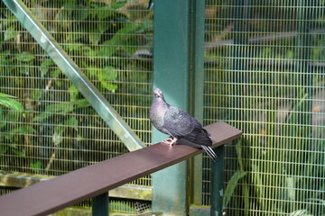 The Rock Pigeon (Columba livia), also known as the common pigeon, is a bird that is easily...