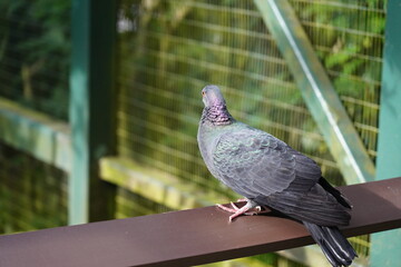 The Rock Pigeon (Columba livia), also known as the common pigeon, is a bird that is easily recognizable in urban and rural areas worldwide. It has a robust body, short legs, and a rounded head.  
