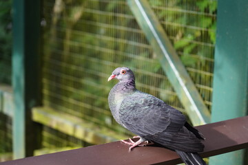The Rock Pigeon (Columba livia), also known as the common pigeon, is a bird that is easily recognizable in urban and rural areas worldwide. It has a robust body, short legs, and a rounded head.  