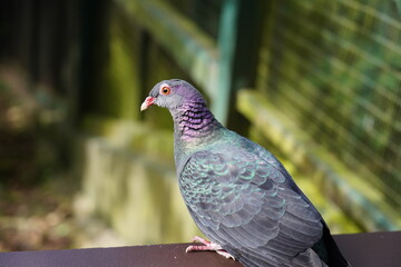 The Rock Pigeon (Columba livia), also known as the common pigeon, is a bird that is easily recognizable in urban and rural areas worldwide. It has a robust body, short legs, and a rounded head.  