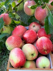 Juicy apples fruits picking in garden.