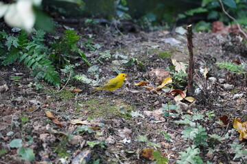 The Orange Canary is a vibrant and striking bird known for its brilliant orange plumage, often found in domestic breeds of canaries.  