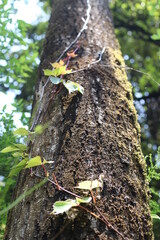 a beautiful creeper on the trunk of tree