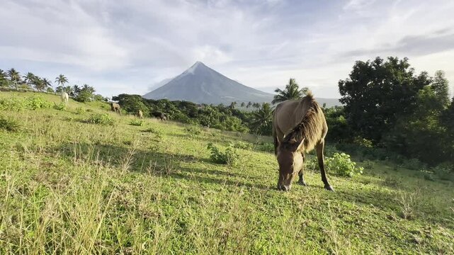 Mayon Volcano video clips with a beautiful sky and clouds with horse in Quituinan Ranch Camalig Legazpi City Albay Philippines