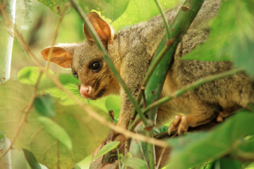 The brush-tailed possum is a common marsupial native to Australia. It's easily recognizable by its bushy tail, which it uses for balance and climbing.