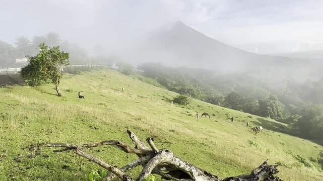 Mayon Volcano video clips with a beautiful sky and clouds with horse in Quituinan Ranch Camalig Legazpi City Albay Philippines