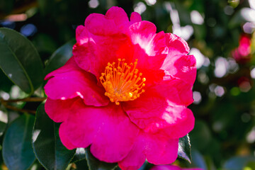 赤い椿の花　クローズアップ