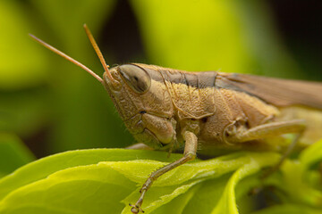 grasshopper ตั๊กแตน