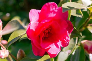 赤い椿の花　クローズアップ