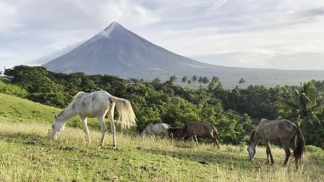 Mayon Volcano video clips with a beautiful sky and clouds with horse in Quituinan Ranch Camalig Legazpi City Albay Philippines