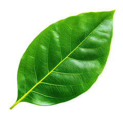 Obraz premium Close-up of a Vibrant Green Leaf with Intricate Veins and Textures