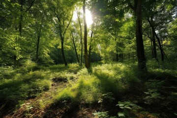 Obraz premium Sunlight filters through a dense forest, illuminating the green foliage and the forest floor. AI generative. .