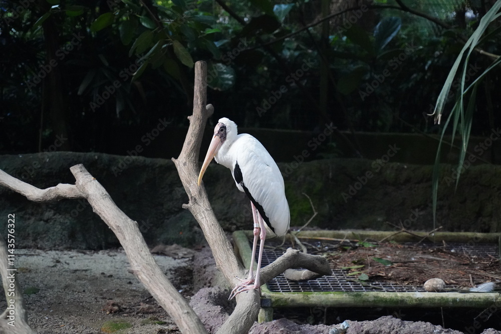 Sticker The American White Ibis is a graceful, wading bird with striking white feathers and distinctive features. Its long, slender neck curves elegantly, and its long, down-curved beak is bright orange 